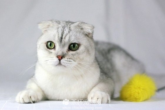 苏格兰折耳猫图片