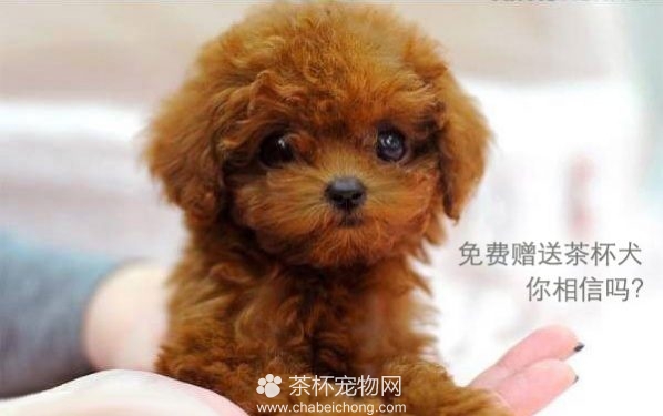 免费茶杯犬？