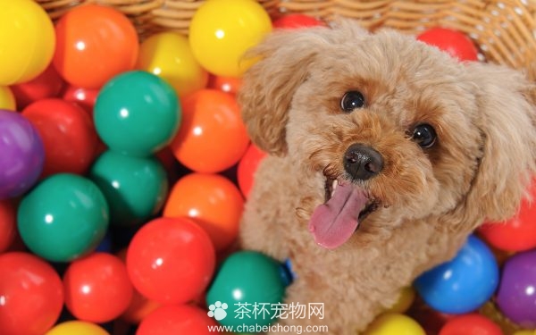 泰迪狗狗图片（四）