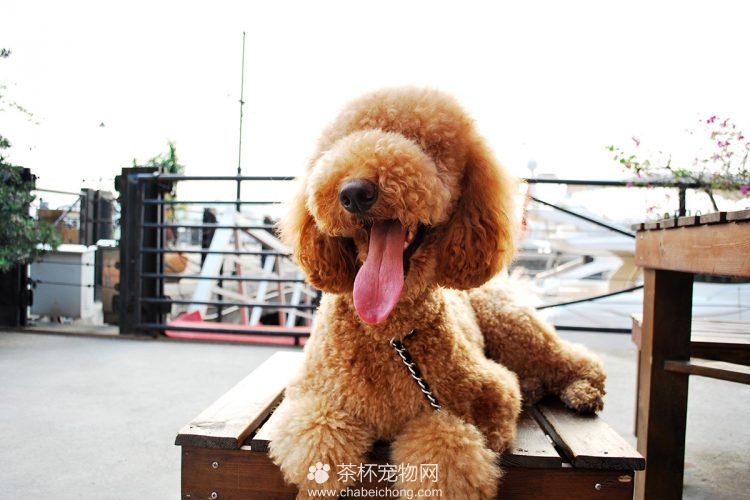 巨型贵宾犬图片大全