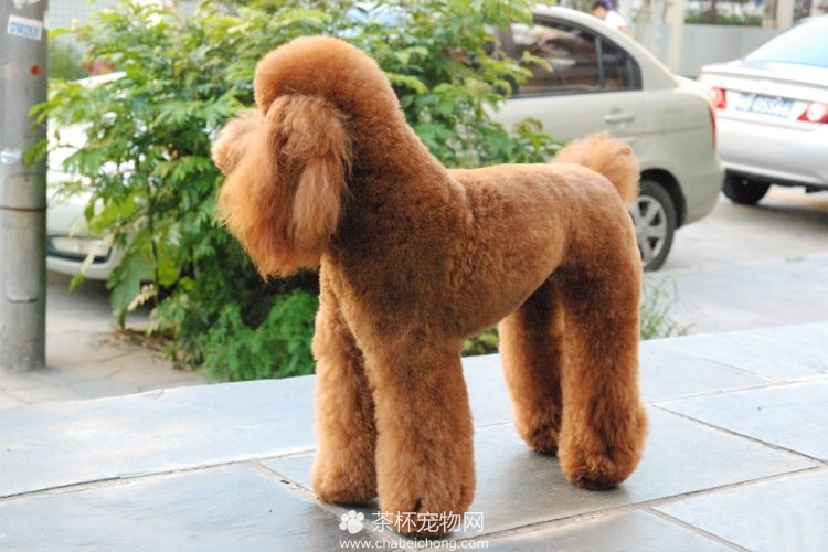 巨型贵宾犬图片大全