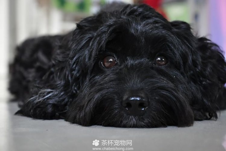 黑色贵宾犬图片