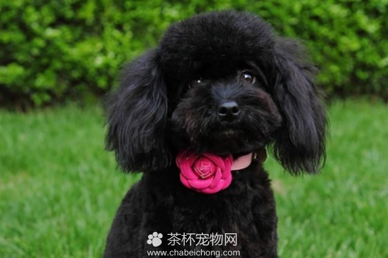 黑色贵宾犬图片（二）