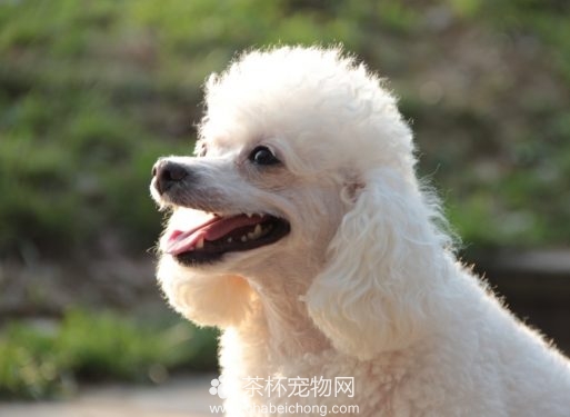 白色贵宾犬图片