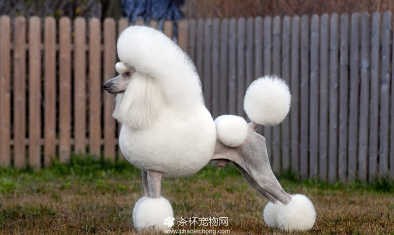 贵宾犬造型图片