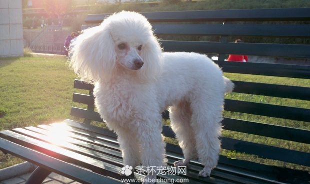 贵宾犬造型图片（二）