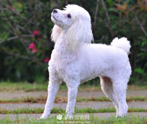 贵宾犬造型图片(三)