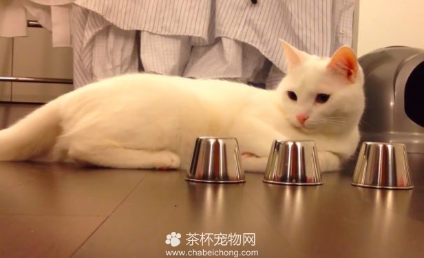 猫咪玩游戏
