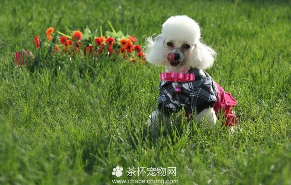 宠物狗贵宾图片（二）