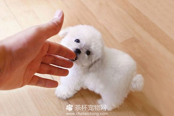 茶杯犬