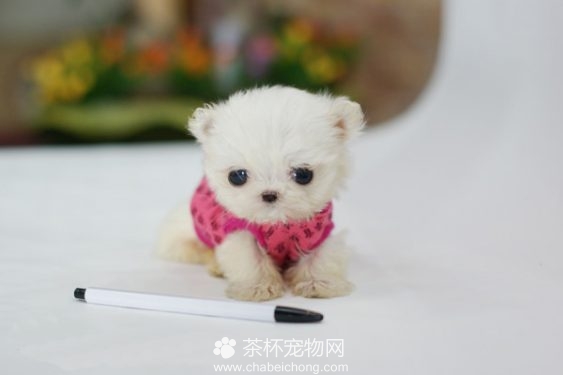 茶杯犬