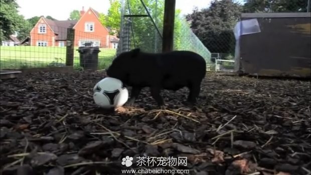 玩足球的小香猪
