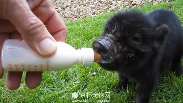 吃东西的小香猪