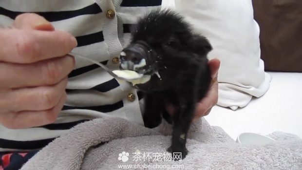 吃东西的小香猪