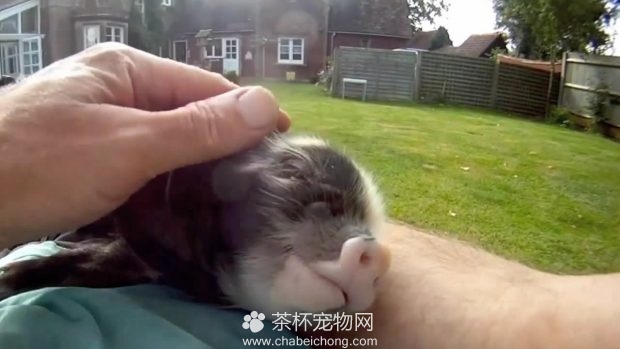 喜欢按摩的小香猪
