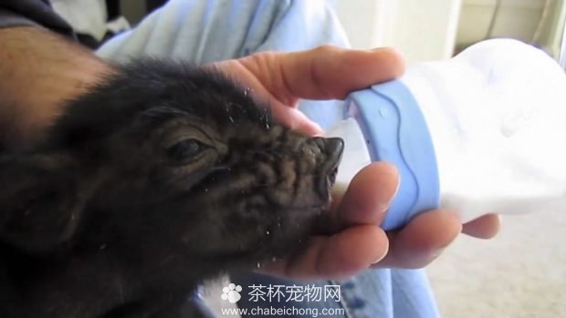 小香猪