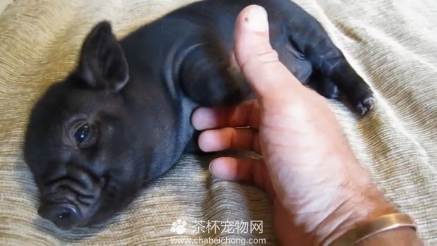 小香猪