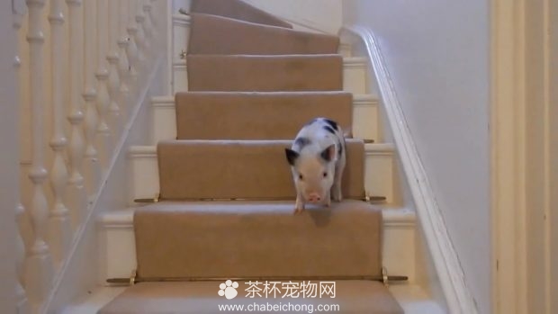 小香猪下楼梯
