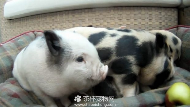 小香猪