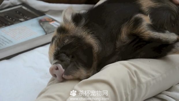 小香猪想睡觉
