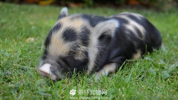 草丛里奔跑的小香猪