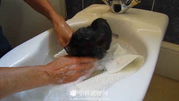 小香猪洗澡