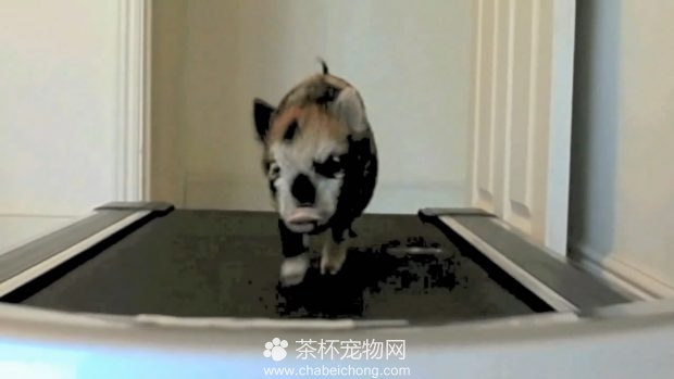 奔跑的小香猪