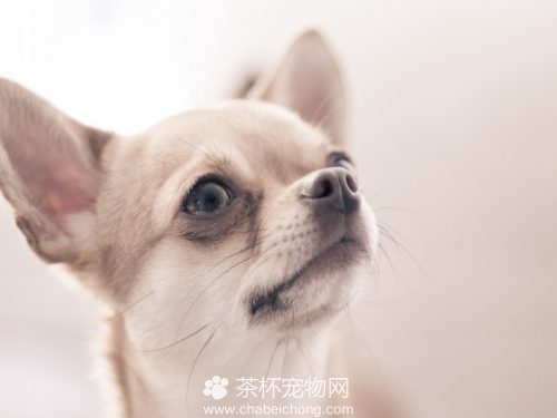 吉娃娃狗图片（五）