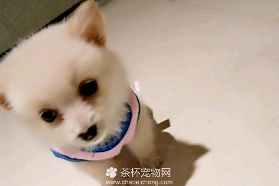 茶杯犬