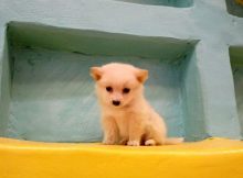 茶杯犬（二）