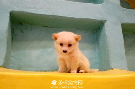 茶杯犬（二）