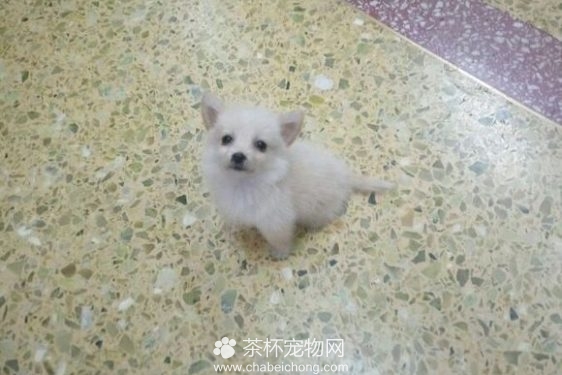 茶杯犬（三）