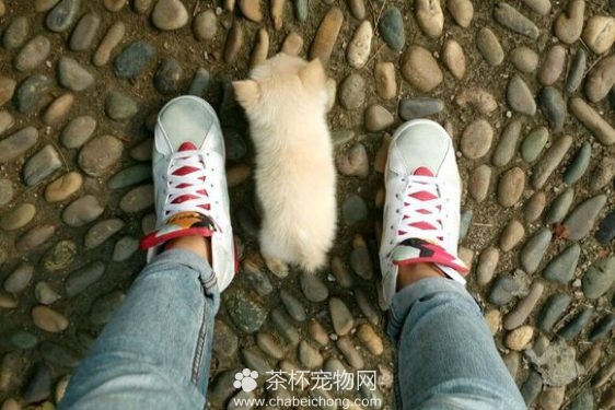 茶杯犬（四）