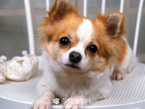 长毛吉娃娃图片