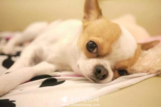 吉娃娃