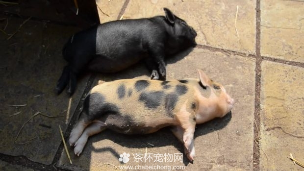 小香猪晒太阳