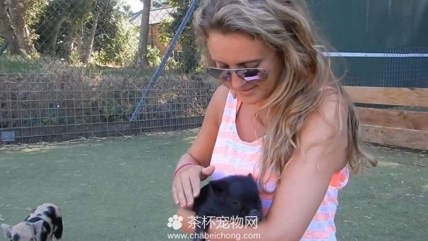 美女与小香猪