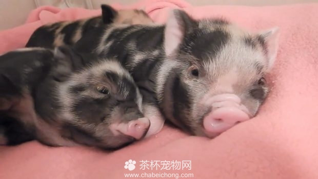 超萌小香猪
