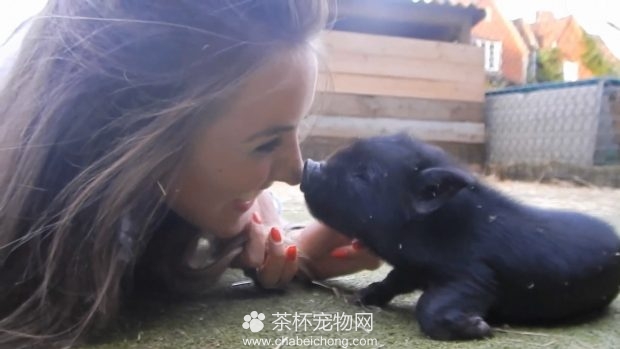 小香猪合集