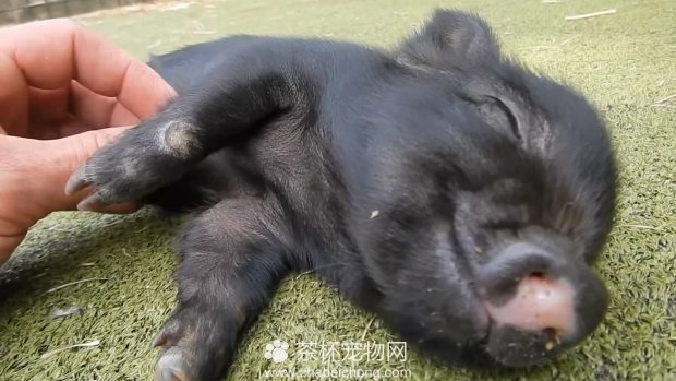 美女与小香猪