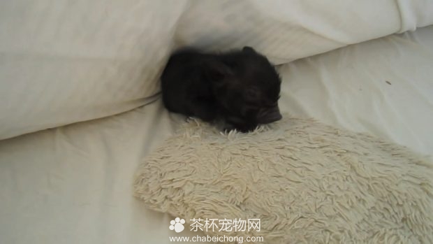 小香猪