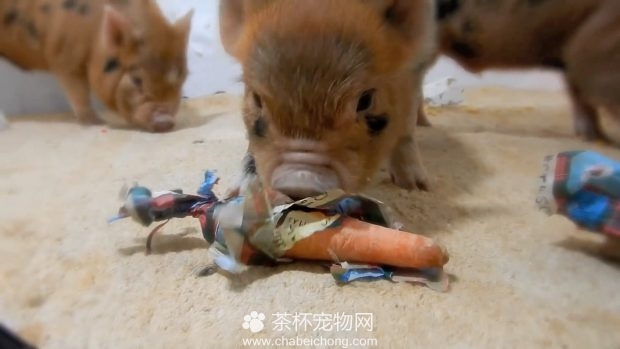 小香猪过圣诞节