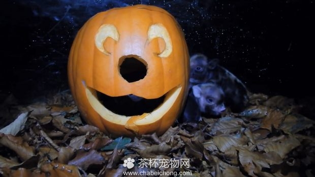 小香猪过万圣节