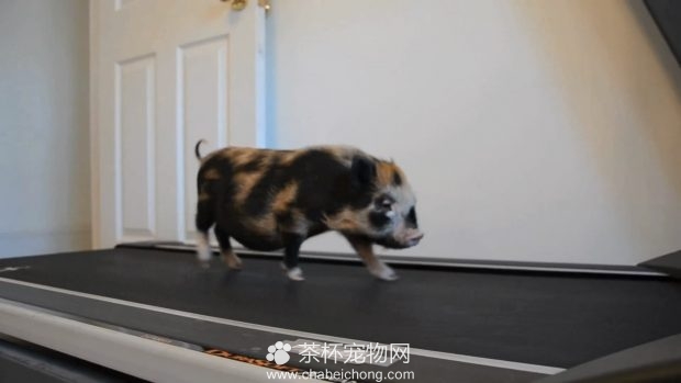 小香猪在跑步机跑步