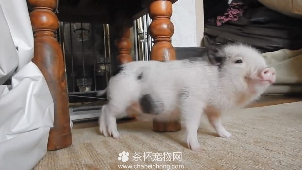 小香猪挠痒痒
