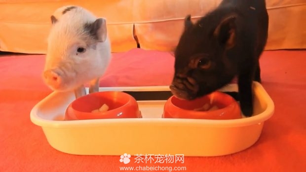 两个小香猪
