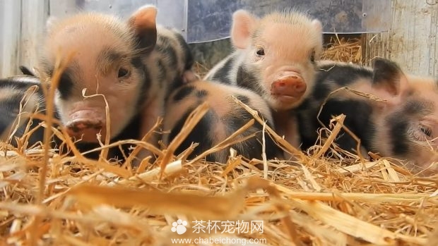 小香猪宝宝
