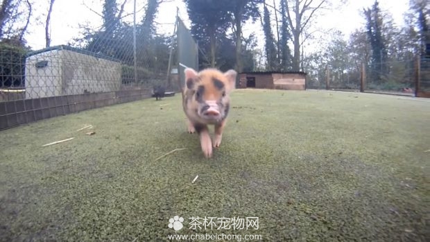 小香猪奔跑