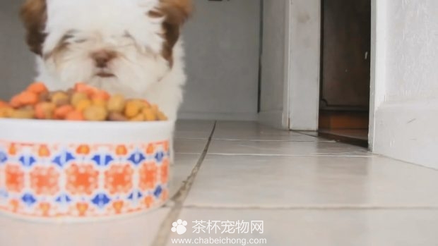 茶杯犬吃饭