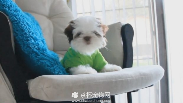 茶杯犬新衣服